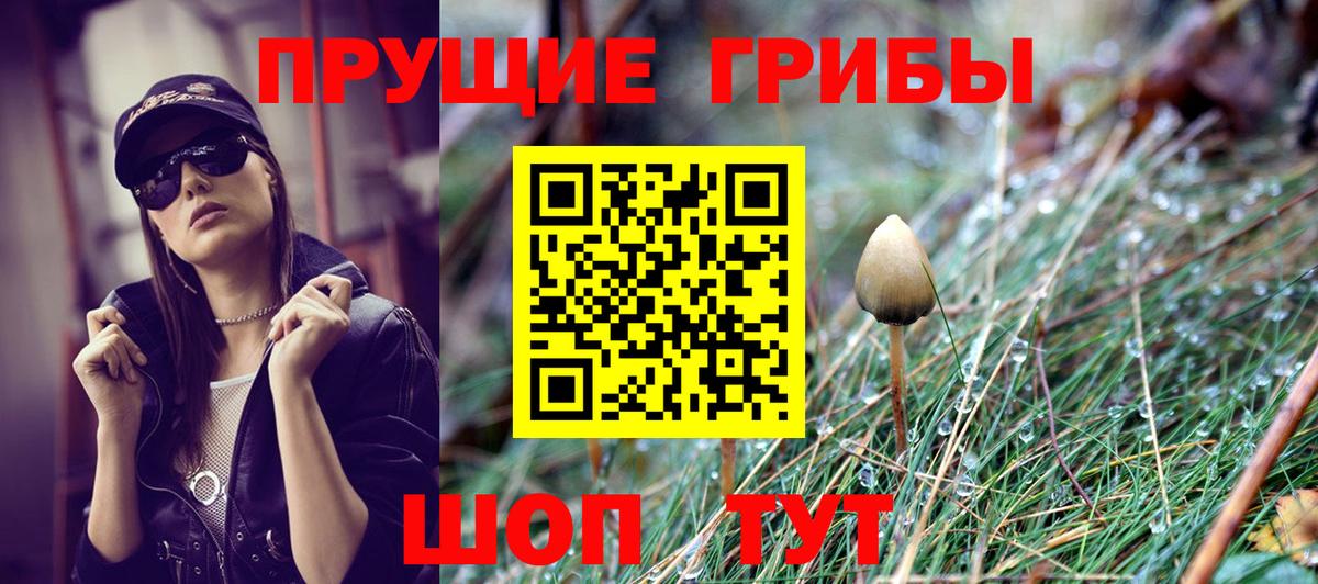 Галлюциногенные грибы Psilocybe Крымск